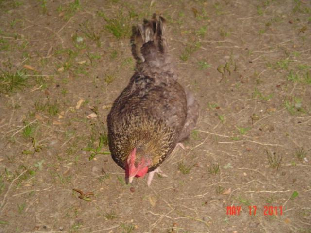 41543_golden_cuckoo_marans_4.jpg