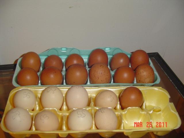 41543_golden_cuckoo_marans_eggs.jpg