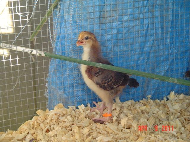 41543_habbard_farms_ss_04-09-11_4.jpg