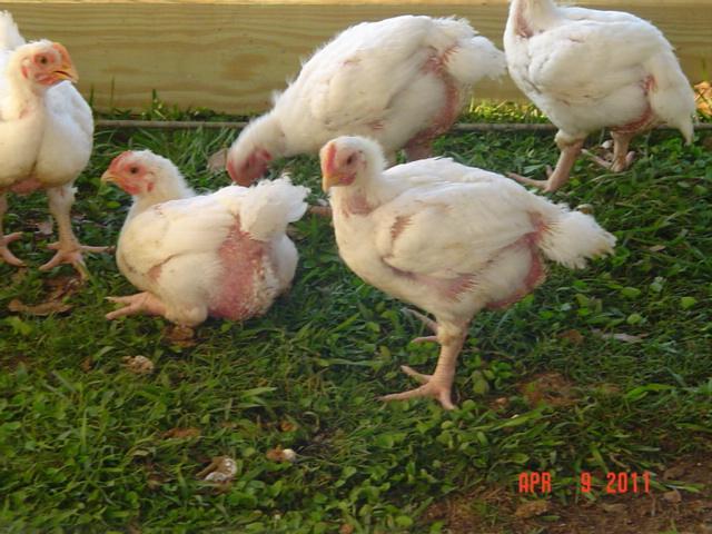 41543_meaties_04-09-11.jpg