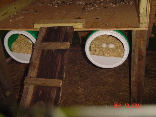 41543_nest_boxes_3.jpg