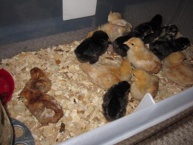 41543_new_baby_chick_03-22-10_12.jpg