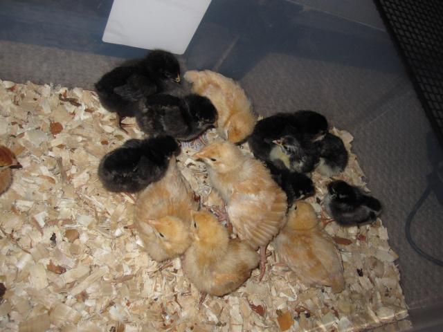 41543_new_baby_chick_03-22-10_13.jpg