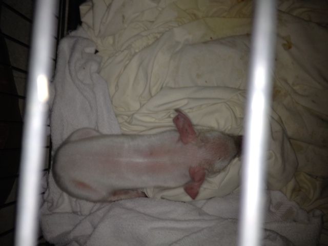41543_piglet_2.jpg