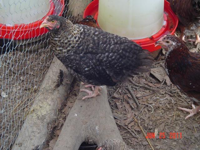 41543_pullet2.jpg
