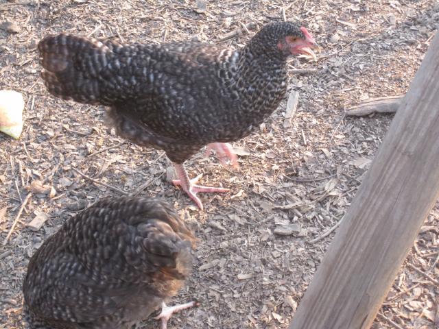 41543_pullet3.jpg