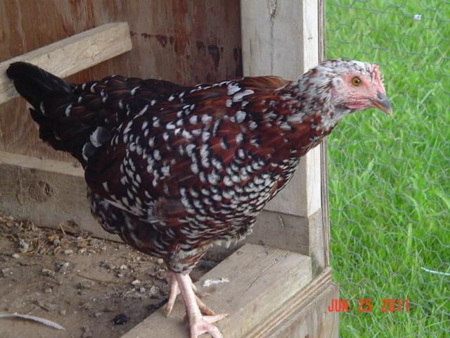 41543_speckled_sussex_12.jpg