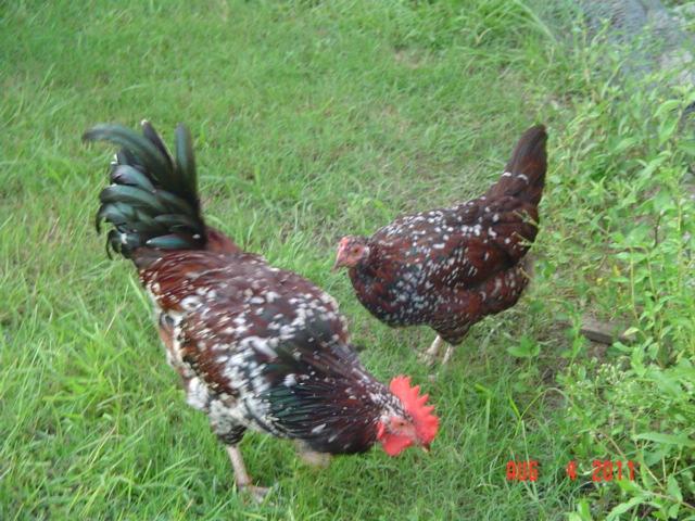 41543_speckled_sussex_pair_08-04-11.jpg