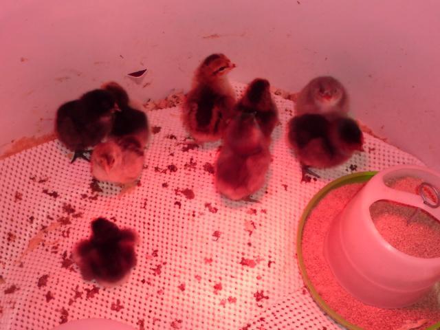 41679_10-31same9chicks.jpg