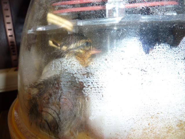 41679_1stducklinginbator.jpg