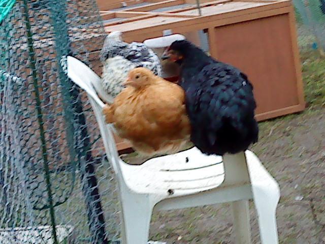 41679_3_on_the_chair.jpg