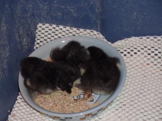 41679_3bantamcochinhatchlings1.jpg