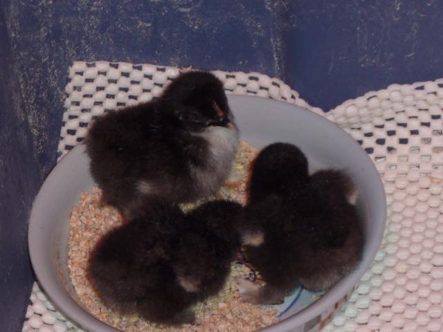 41679_3bantamcochinhatchlings2.jpg