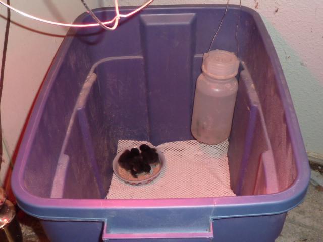 41679_3bantamcochinhatchlingsinbrooder.jpg
