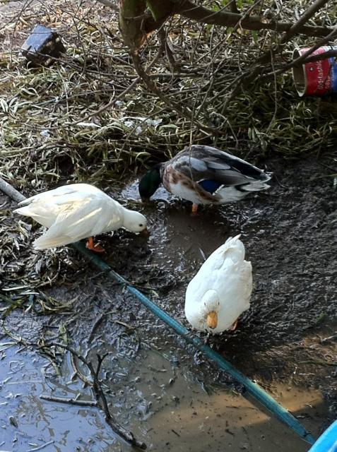 41679_3of4callducks.jpg