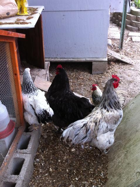 41679_3roos1hen-bycoop-frombehind.jpg