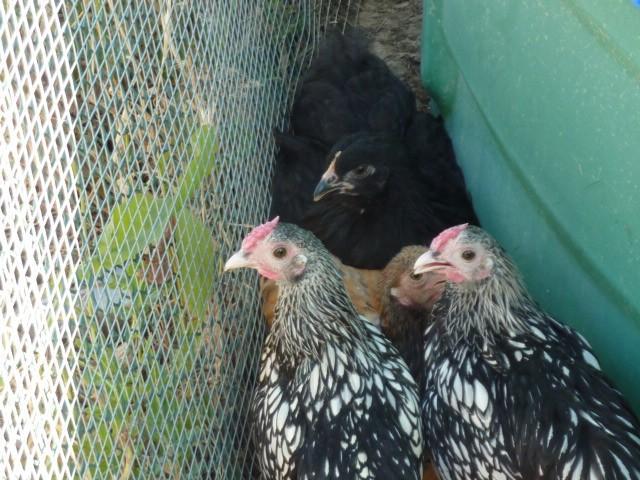 41679_4bantams.jpg