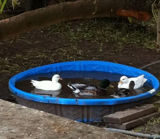 41679_4ducksinpool.jpg