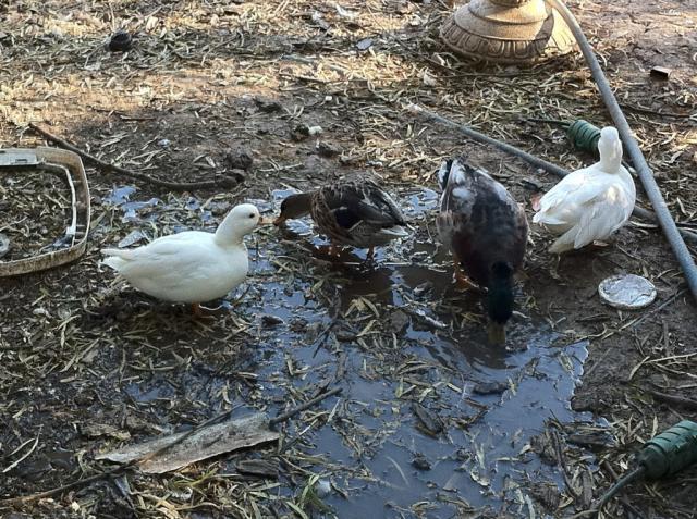 41679_4littlecallducks.jpg