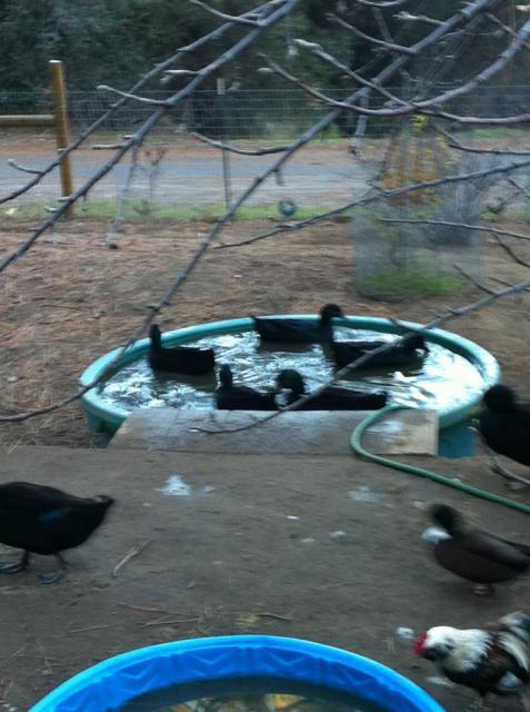 41679_5ducks.jpg