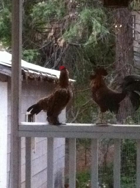 41679_albert-metalrooster.jpg