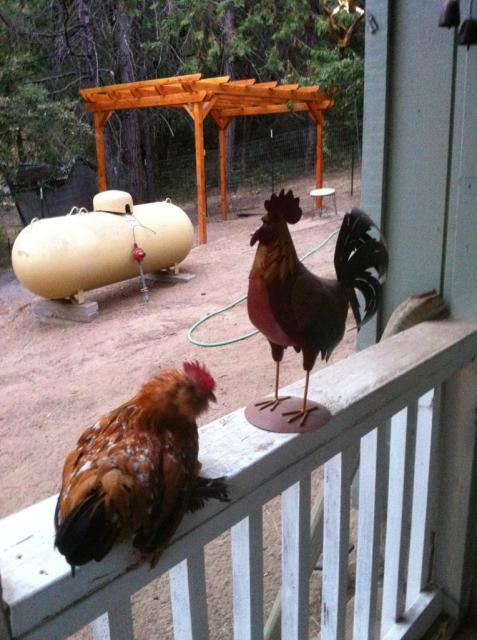 41679_albertnroosterrailing.jpg