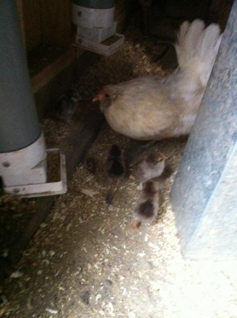 41679_angelwithchicks.jpg