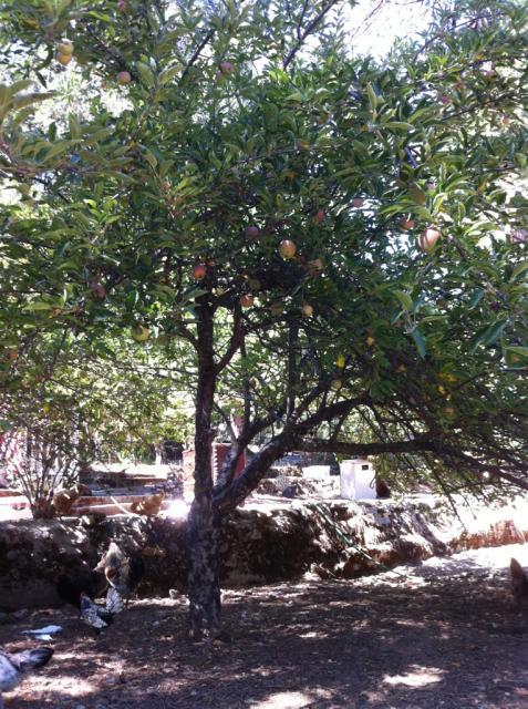 41679_appletreechooks.jpg