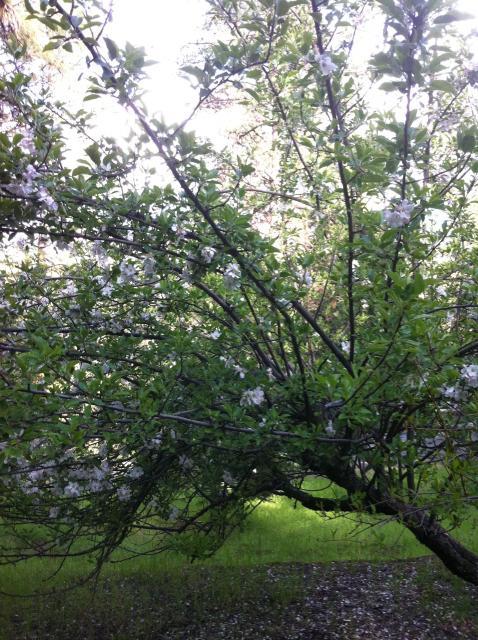 41679_appletreeinbloom.jpg