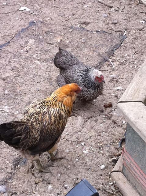 41679_bantams-ee-darkbrahma.jpg