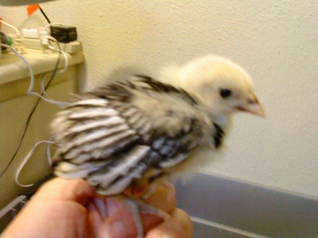 41679_bantamsebright.jpg