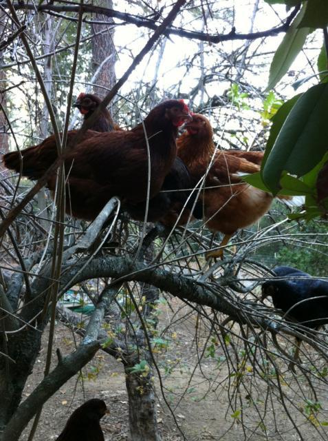 41679_besttreechickens.jpg