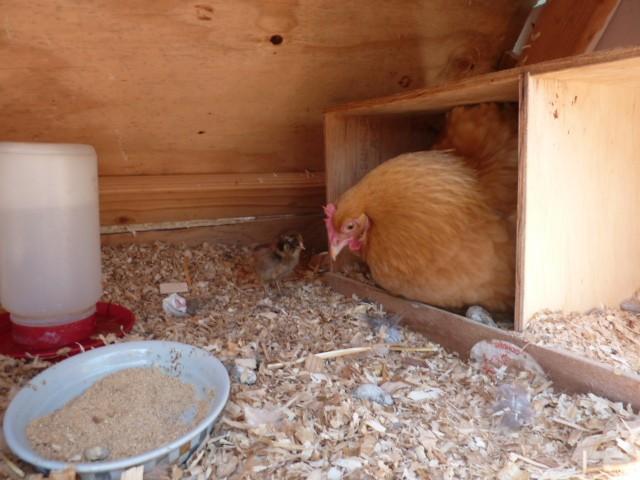 41679_buffy-grandchick.jpg