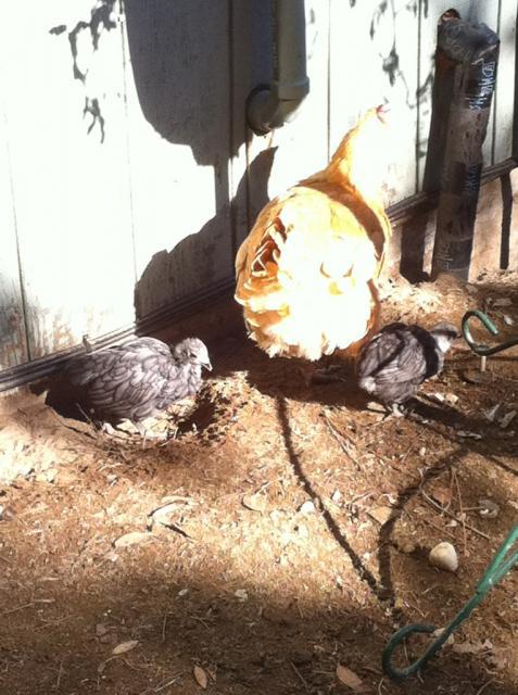 41679_buffy2chicks.jpg