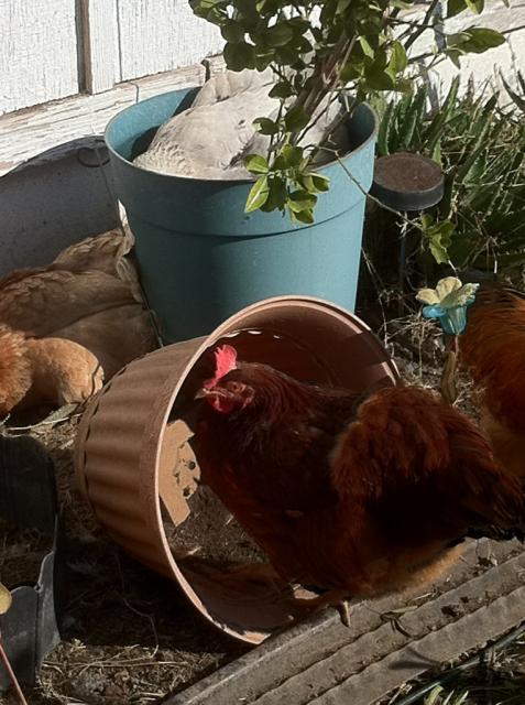 41679_busybusychickens.jpg