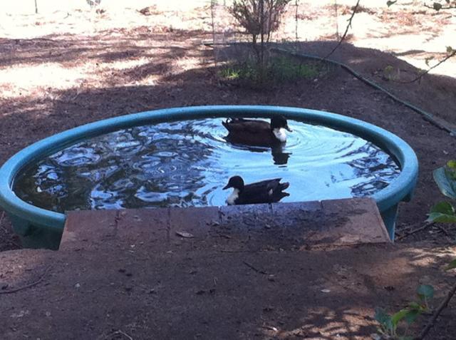 41679_callduckhoneymoon.jpg
