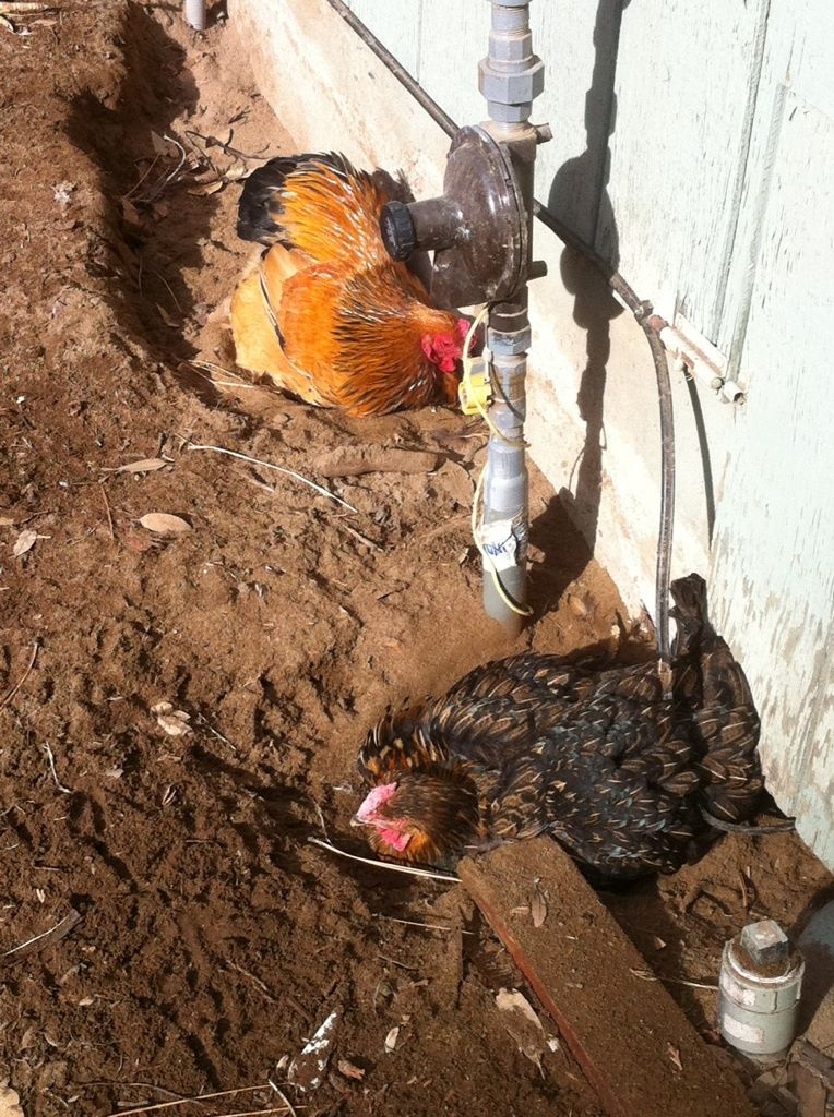41679_charlie-red-dustbathing.jpg