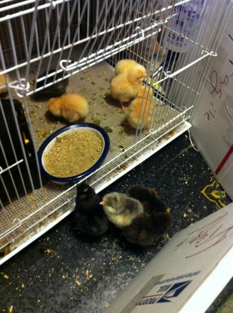 41679_chicksinsidebarrier.jpg