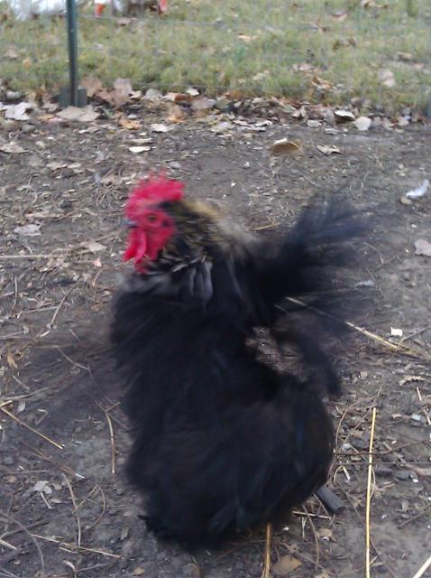 41679_chookschick.jpg
