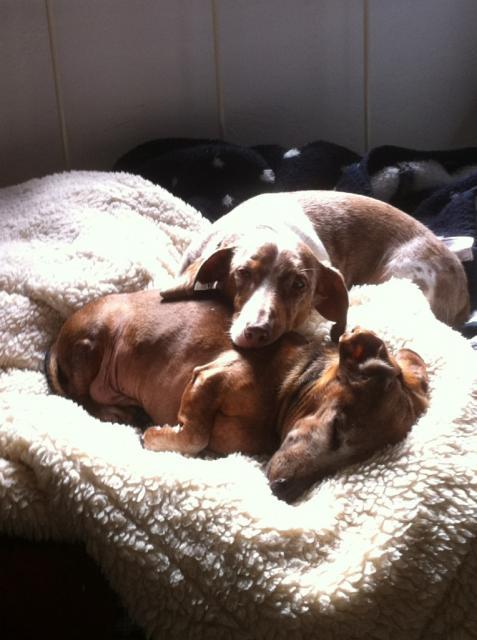 41679_crasheddoggies.jpg