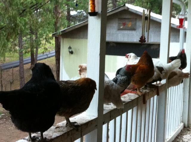 41679_daytimeporchrailingchickens.jpg