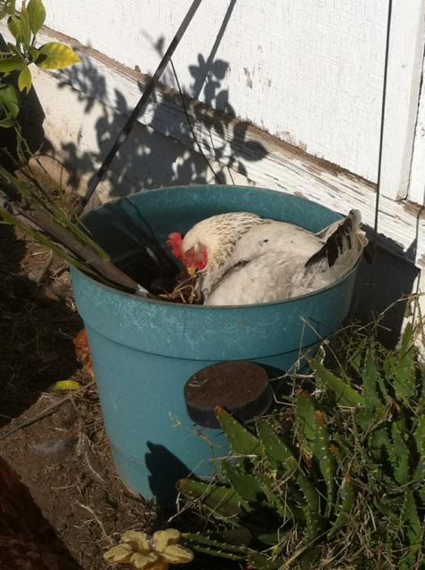 41679_delilahdeepinpot.jpg