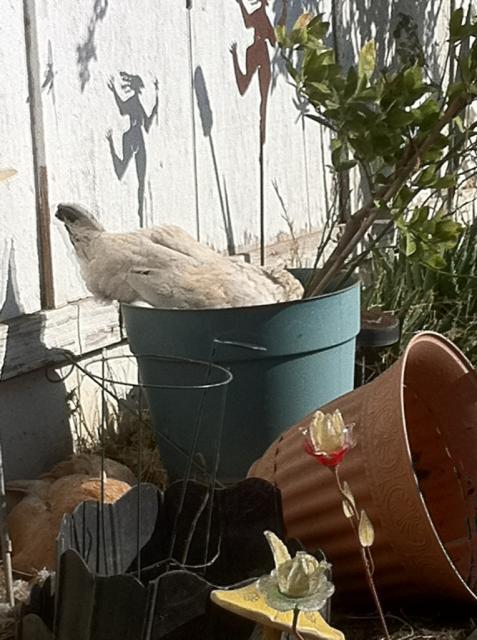 41679_delilahorangetree.jpg