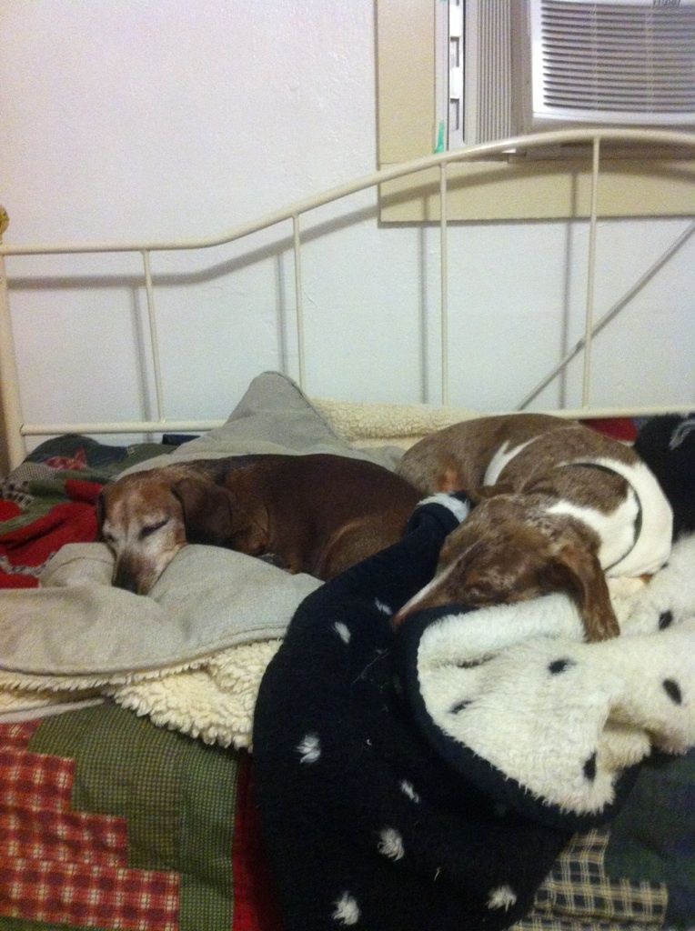 41679_dogsondaybed.jpg