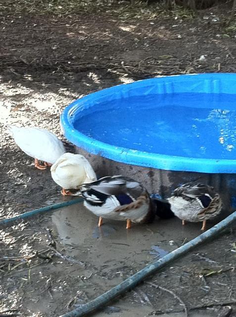 41679_duckiebutts.jpg