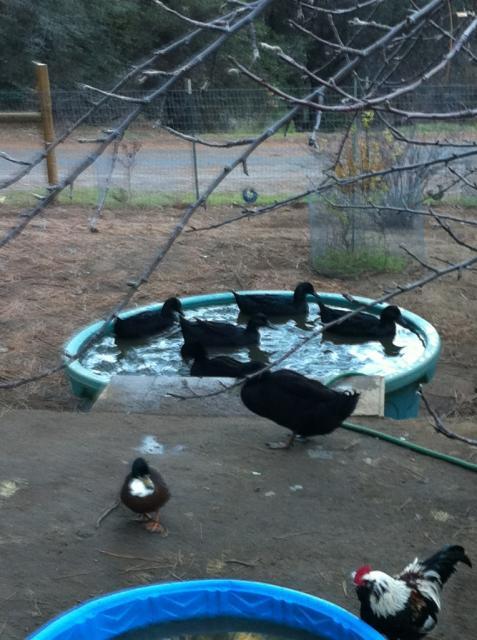 41679_ducks-hitchcock.jpg