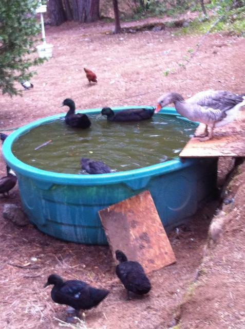 41679_ducksinpond10-15.jpg