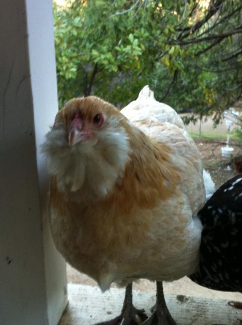 41679_elizabethwheatenam.jpg