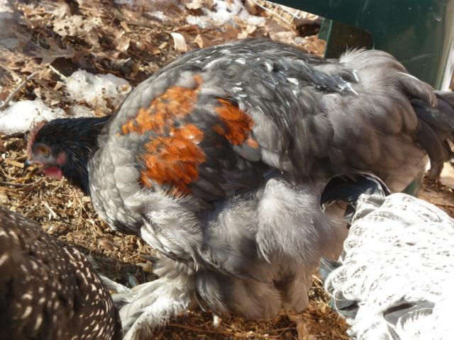 41679_featherz.jpg