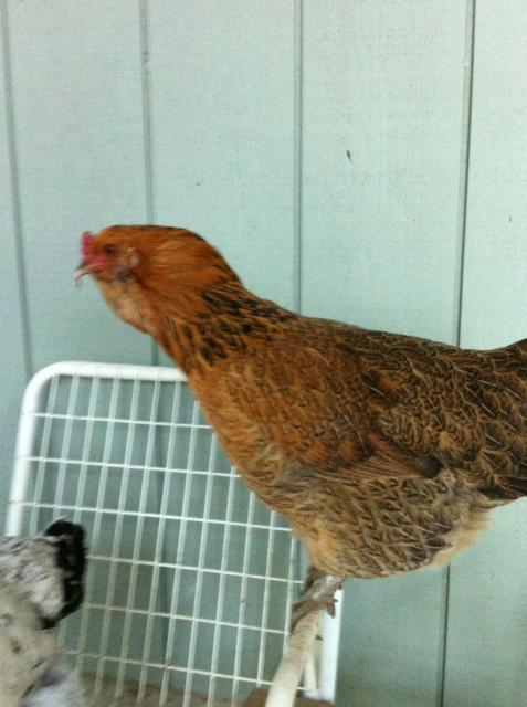 41679_firstgrandchicksamantha-nyd2012.jpg